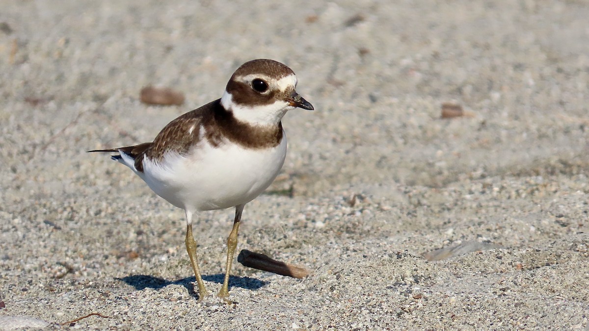 Common Ringed Plover - ML609790071