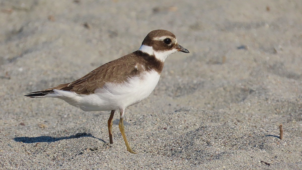 Common Ringed Plover - ML609790072