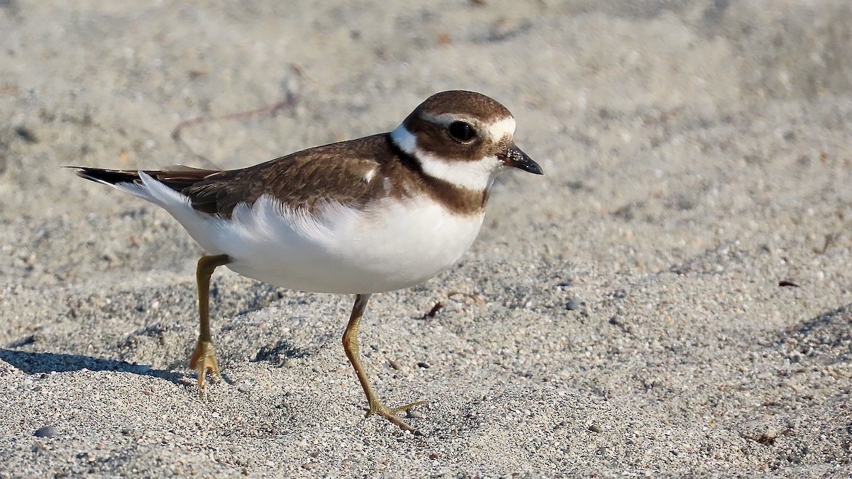 Common Ringed Plover - ML609790073