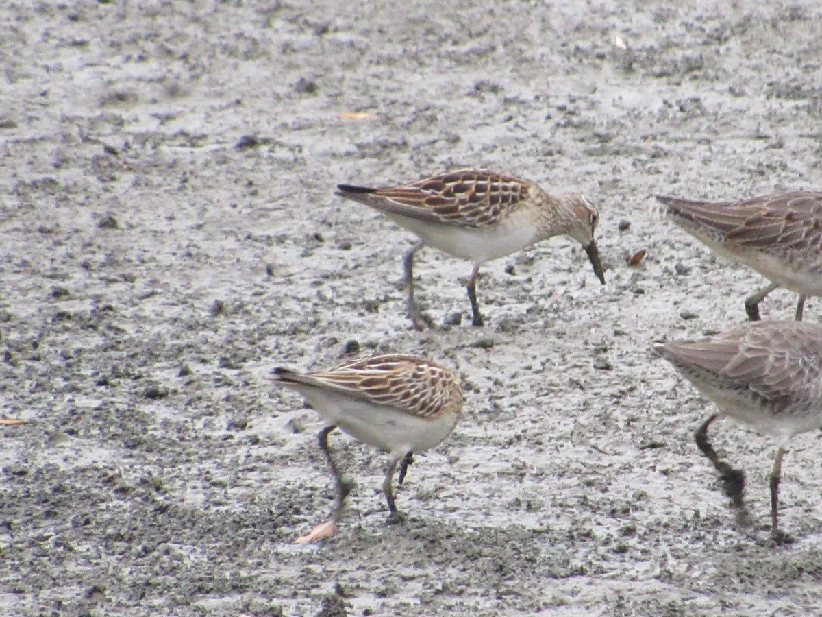 Pectoral Sandpiper - ML609790085