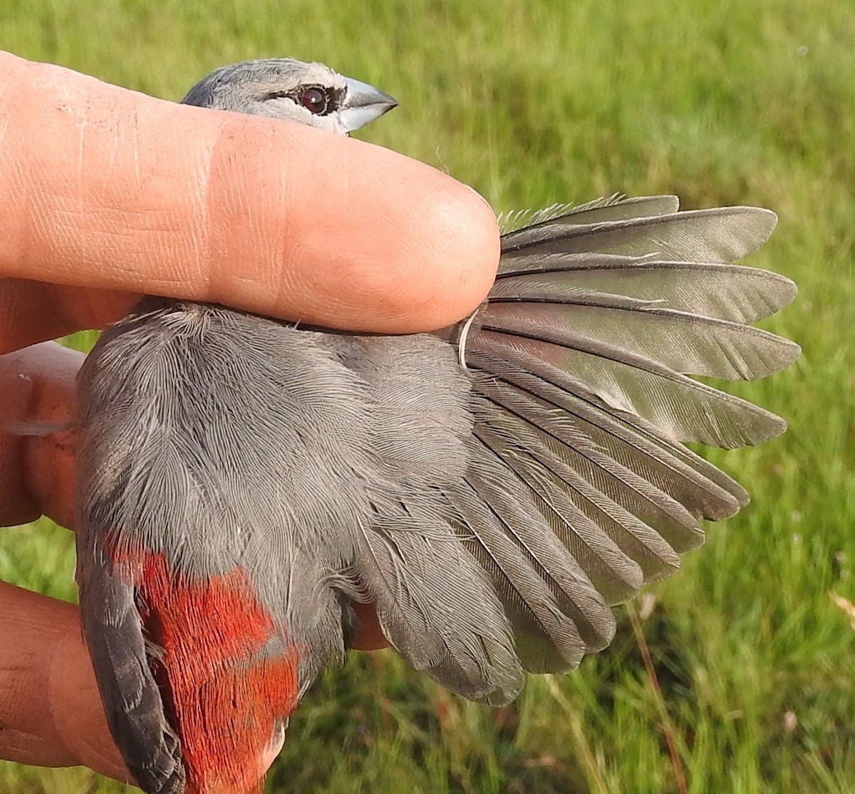 Black-tailed Waxbill - Dieter Oschadleus