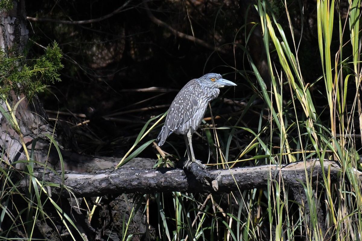 Yellow-crowned Night Heron - ML609790192