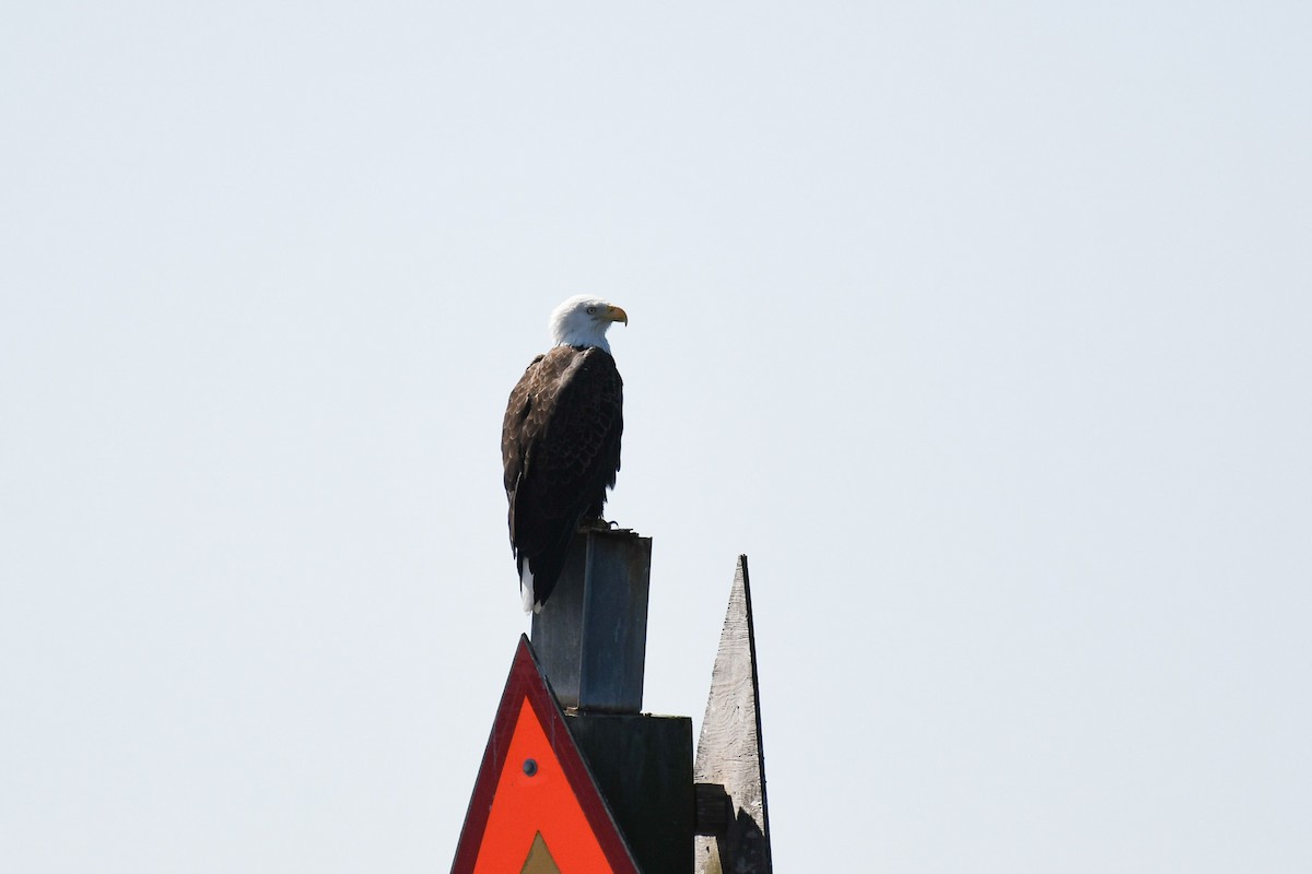 Bald Eagle - ML609790197