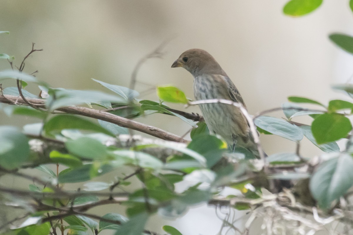 Indigo Bunting - Gabrielle Harrison