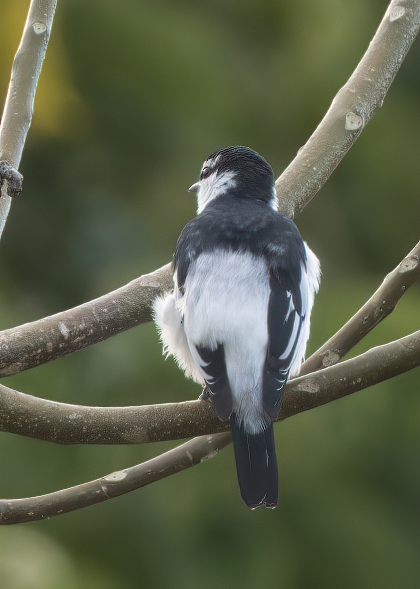 White-rumped Triller - Phil Bartley
