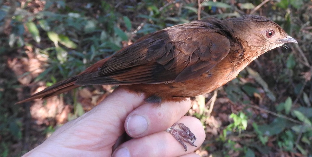 Rufous Flycatcher-Thrush - Dieter Oschadleus