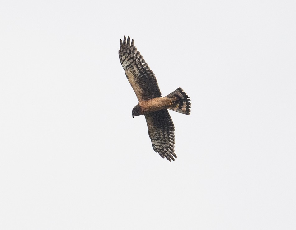 Northern Harrier - ML609790363