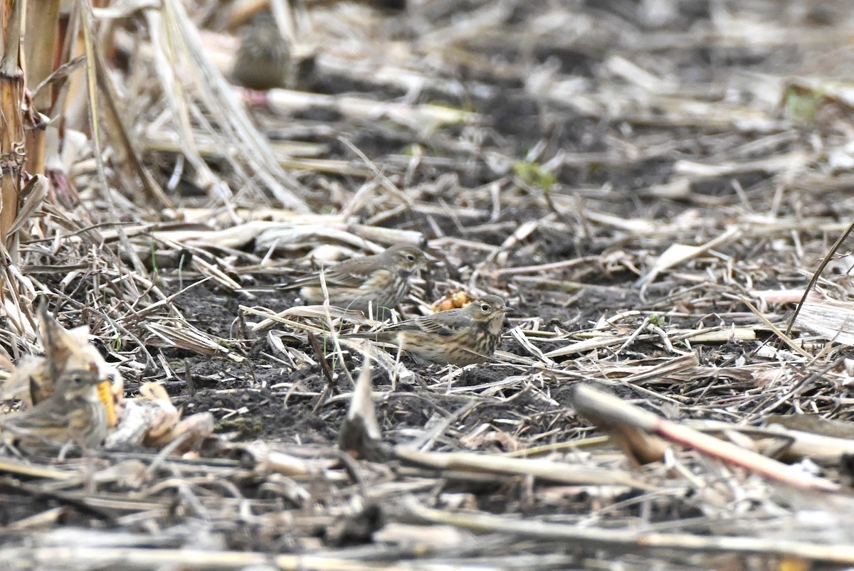 American Pipit - ML609790501