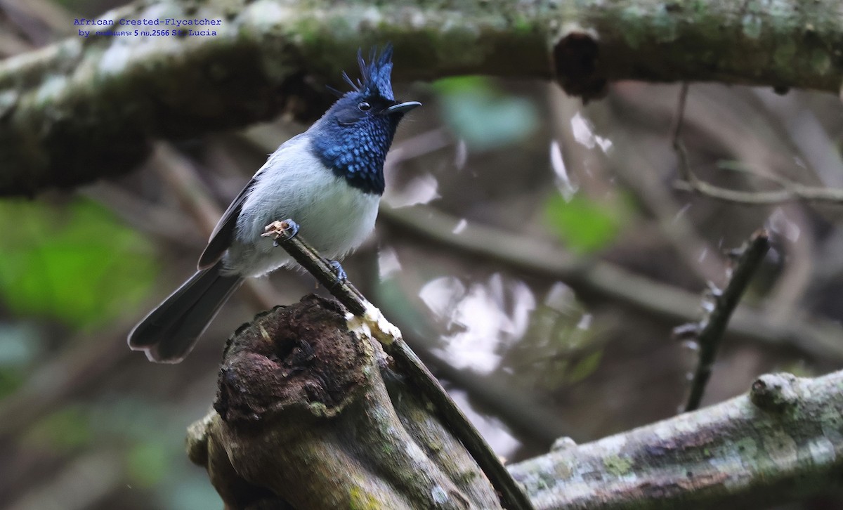 African Crested Flycatcher - Argrit Boonsanguan