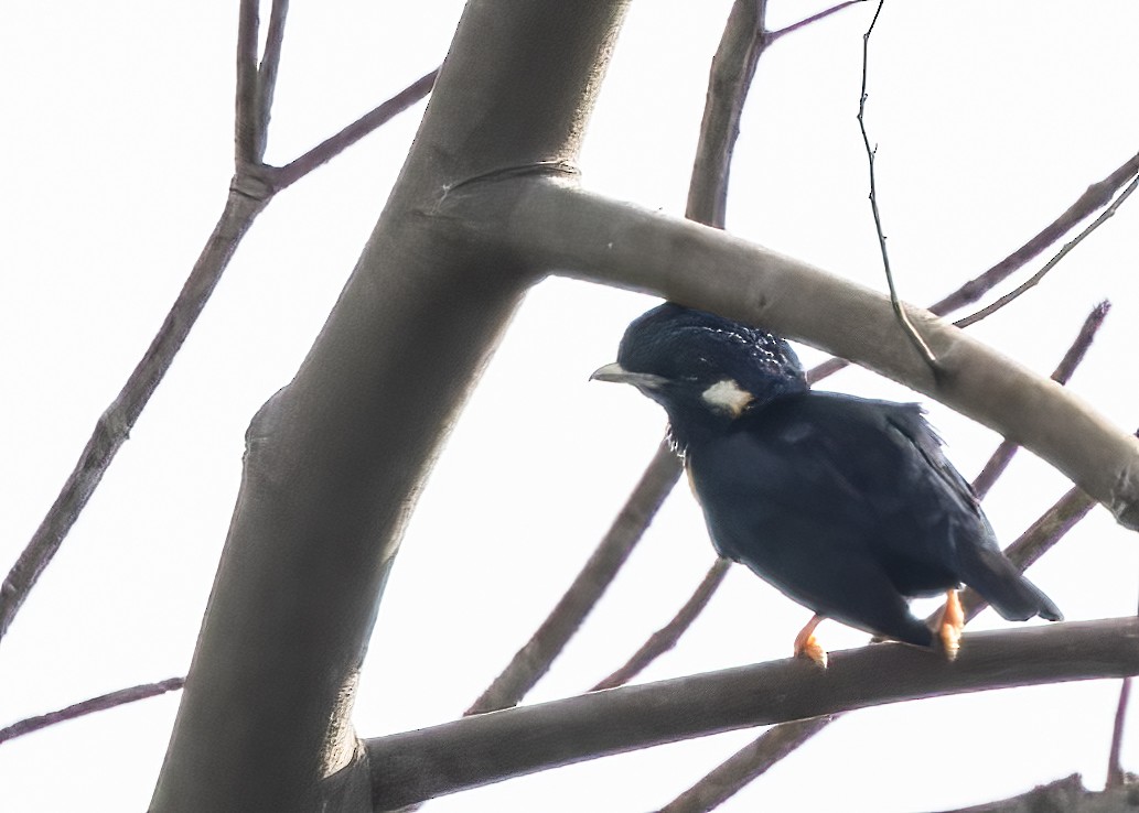 Sulawesi Myna - Phil Bartley