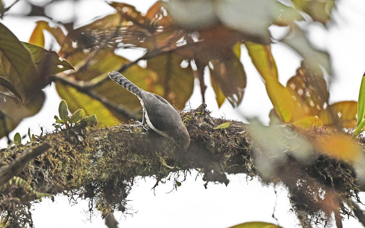 Gray-mantled Wren - Christoph Moning