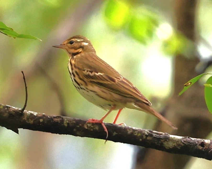 Pipit à dos olive - ML609790857