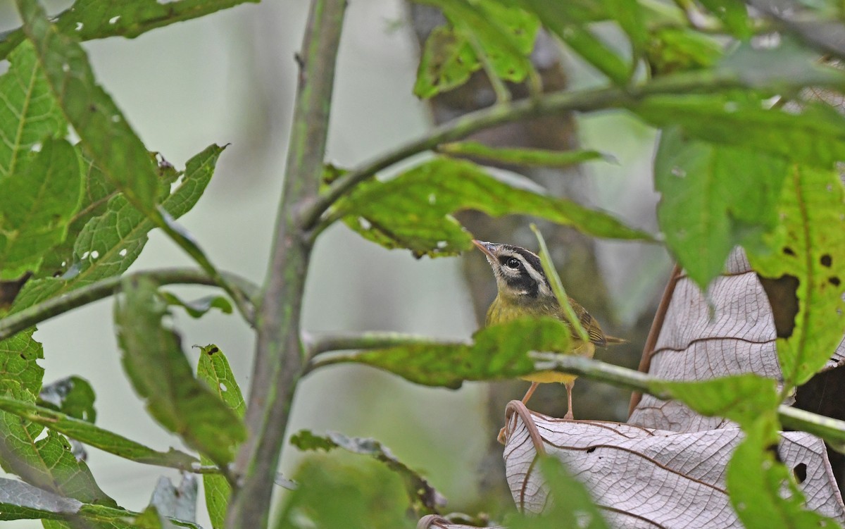 Three-striped Warbler (Three-striped) - ML609790921