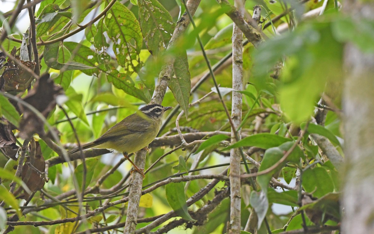 Three-striped Warbler (Three-striped) - Christoph Moning