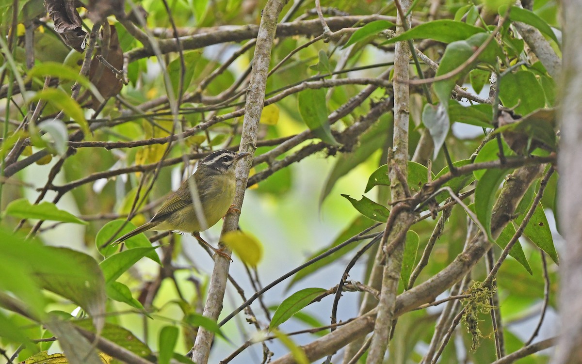 Reinita Cabecilistada (tristriatus/baezae) - ML609790924