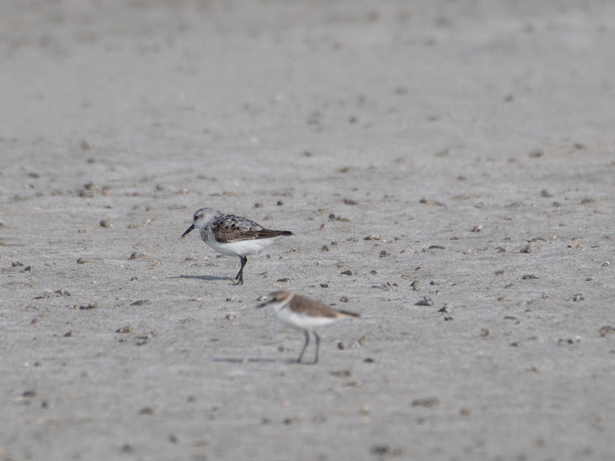 Sanderling - ashish  mahajan