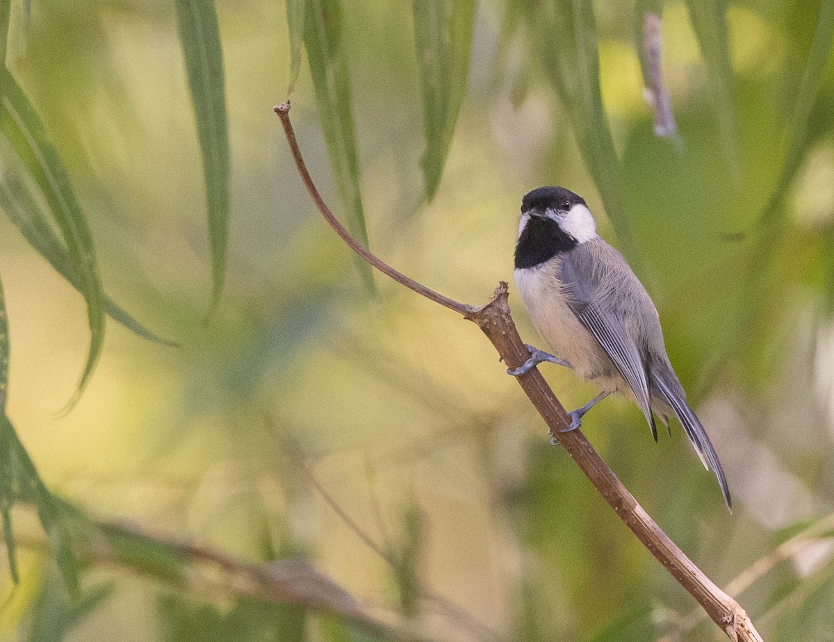 Carolina Chickadee - Nick Ramsey