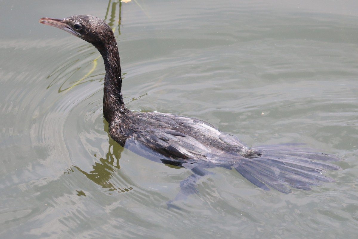 Little Cormorant - Ajay Sarvagnam