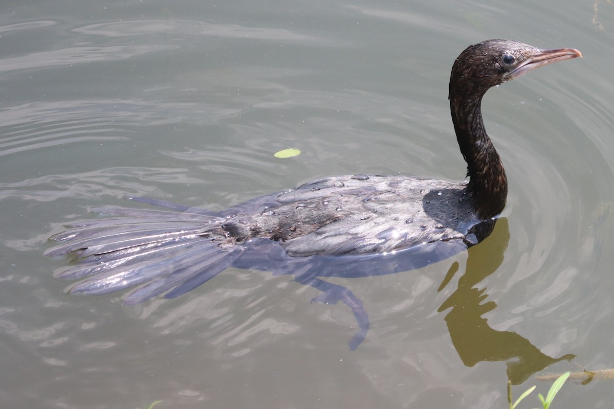 Little Cormorant - Ajay Sarvagnam