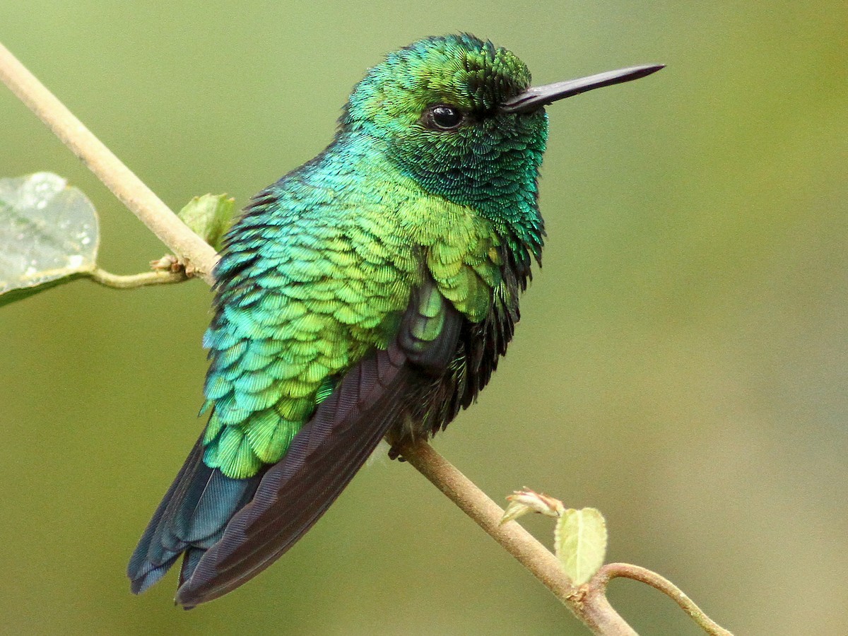 Photos - Western Emerald - Chlorostilbon melanorhynchus
