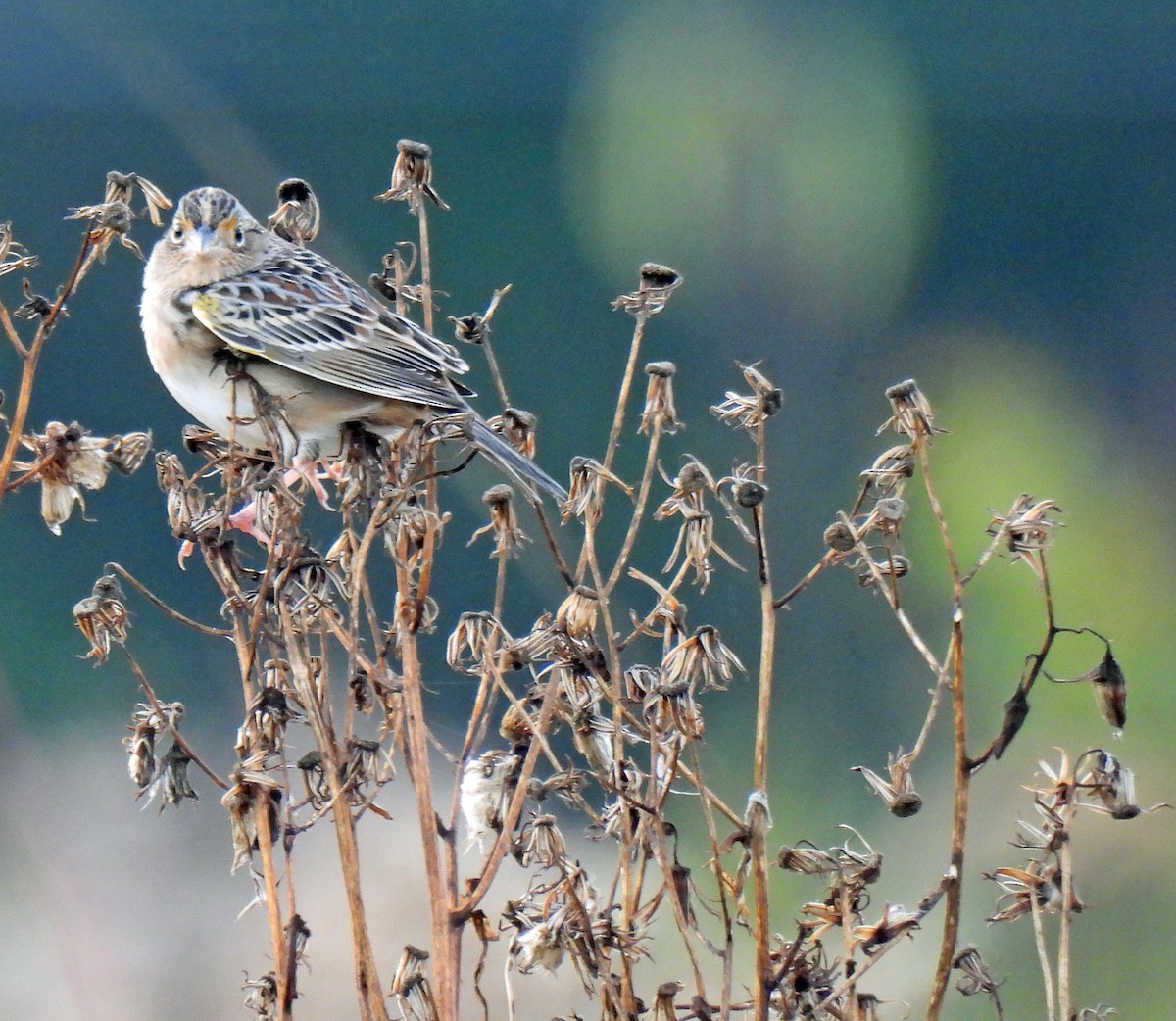 Grasshopper Sparrow - ML609791507