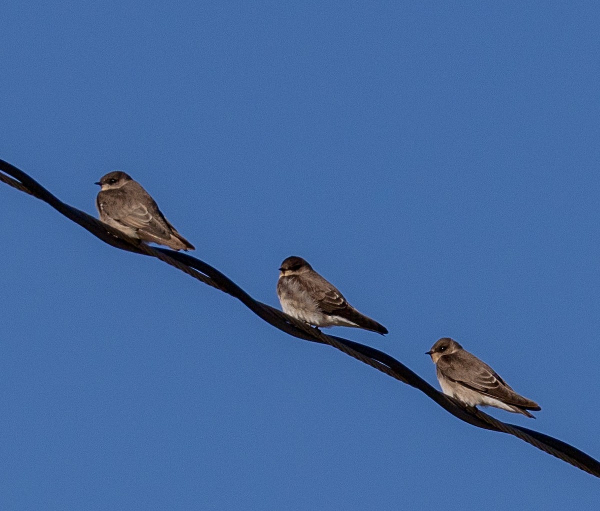 Northern Rough-winged Swallow - Michael Heaney