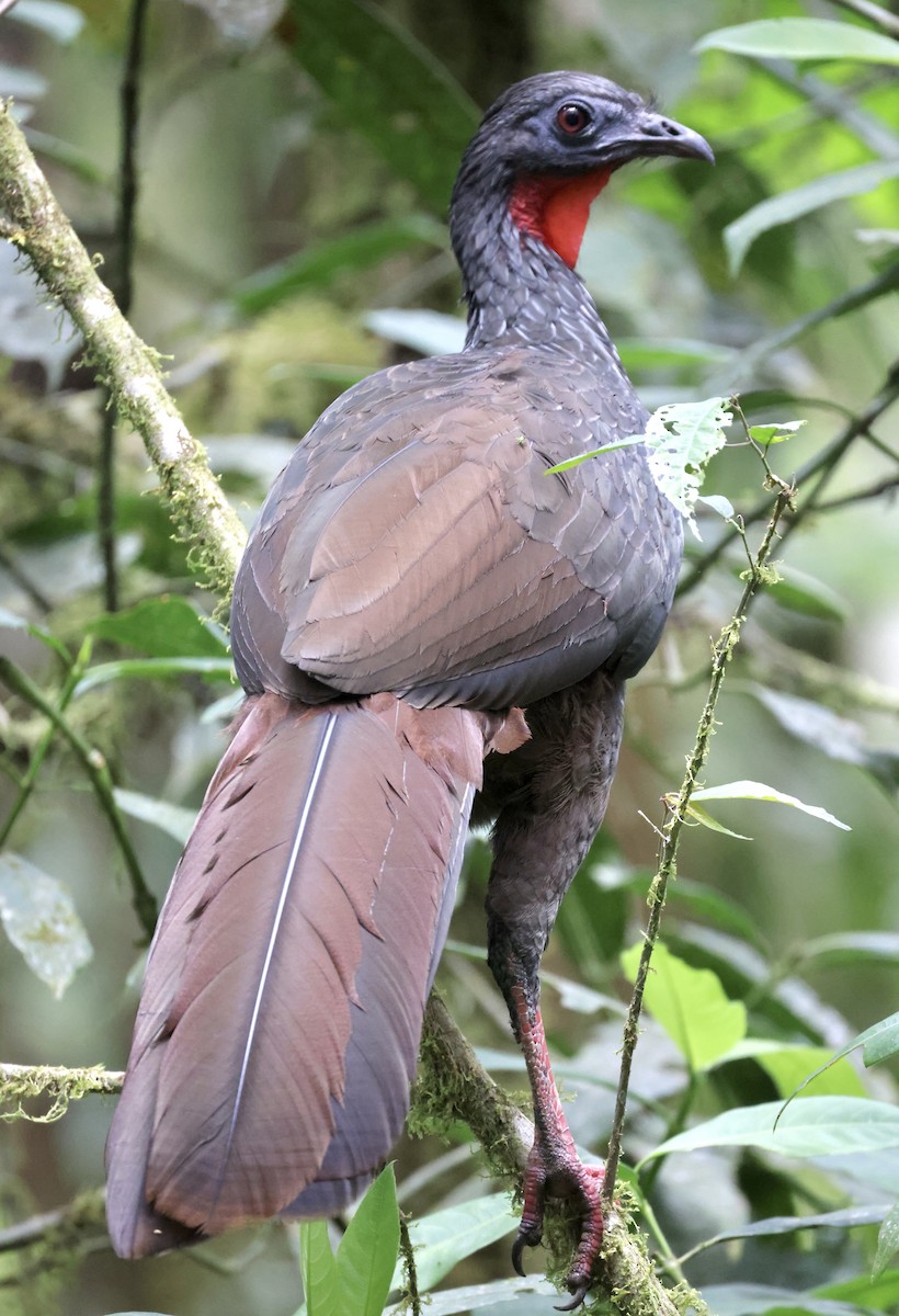 Cauca Guan - ML609791588