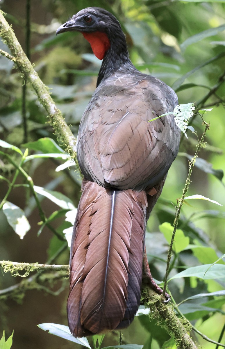 Cauca Guan - ML609791590