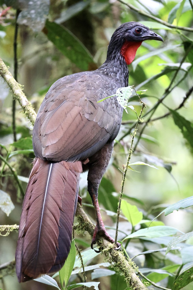 Cauca Guan - ML609791600