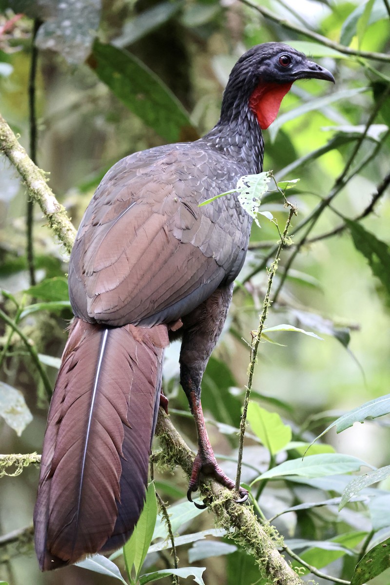 Cauca Guan - ML609791601