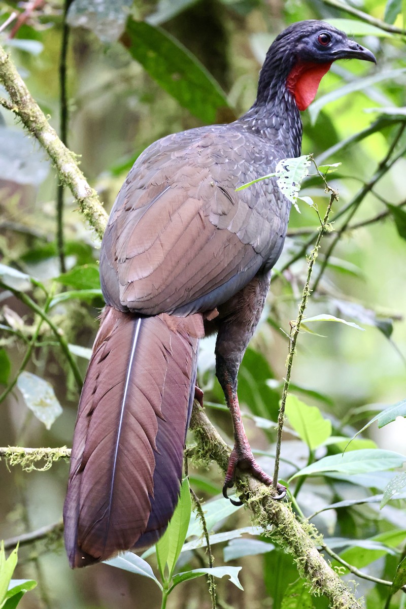 Cauca Guan - ML609791602