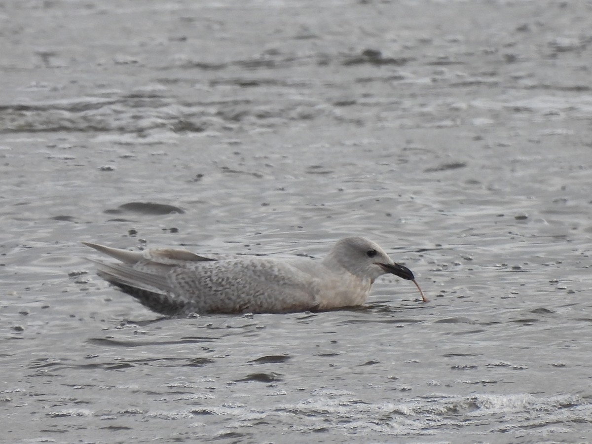 Iceland Gull - ML609791606