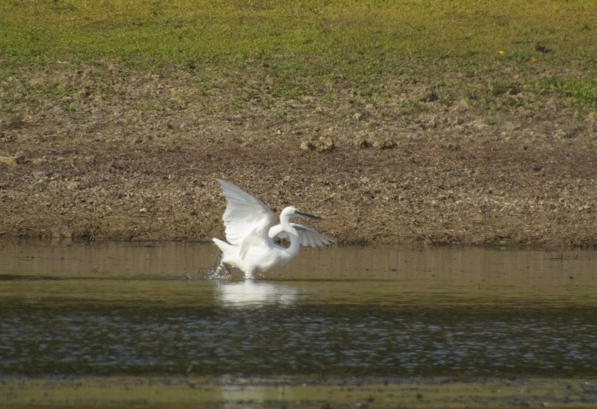 Little Egret - ML609791631