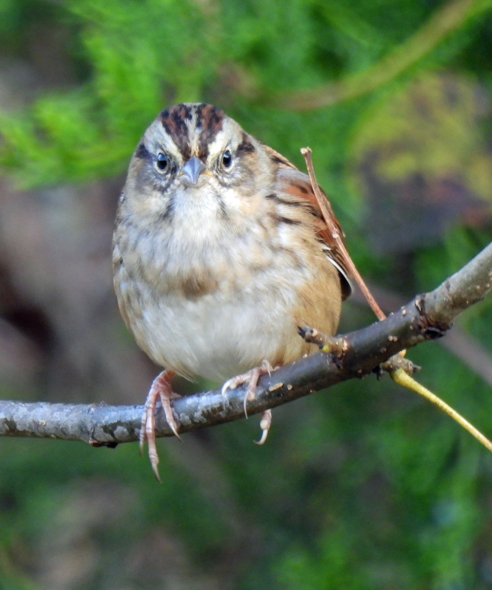 Swamp Sparrow - ML609791720