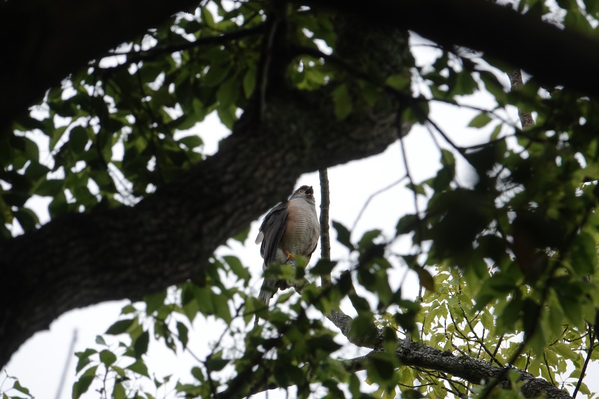 African Goshawk (Southern) - ML609791753