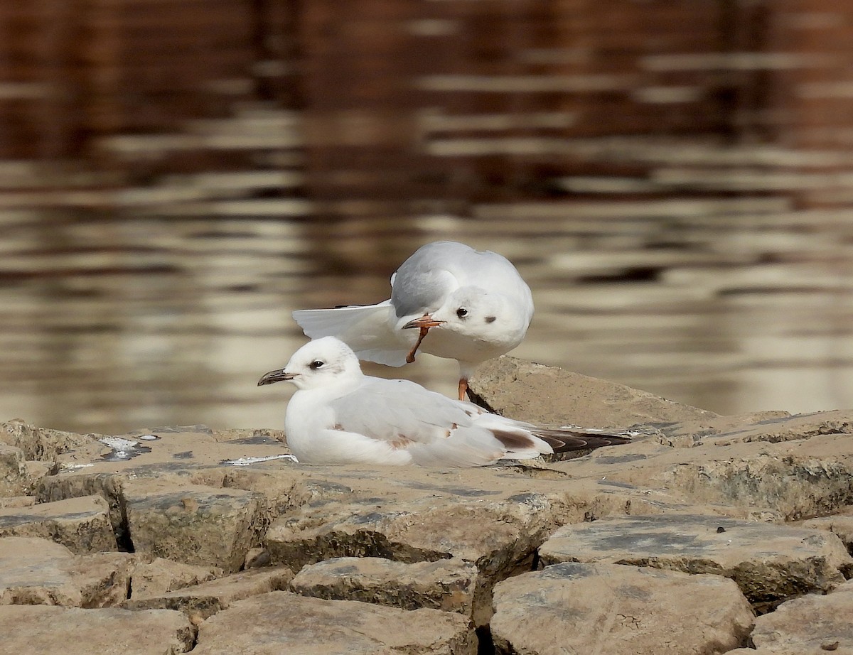 Mediterranean Gull - ML609791804