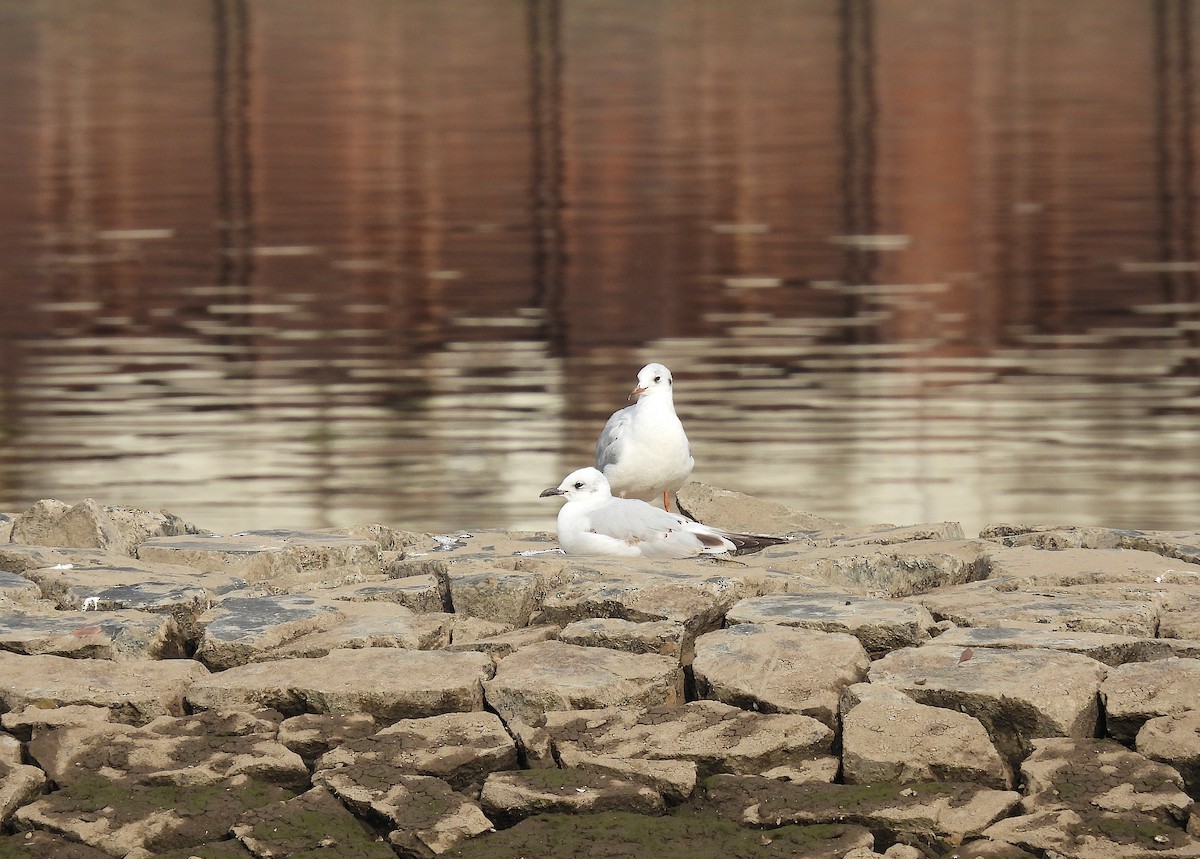 Mediterranean Gull - ML609791808