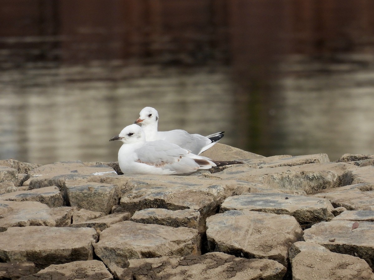 Mediterranean Gull - ML609791809