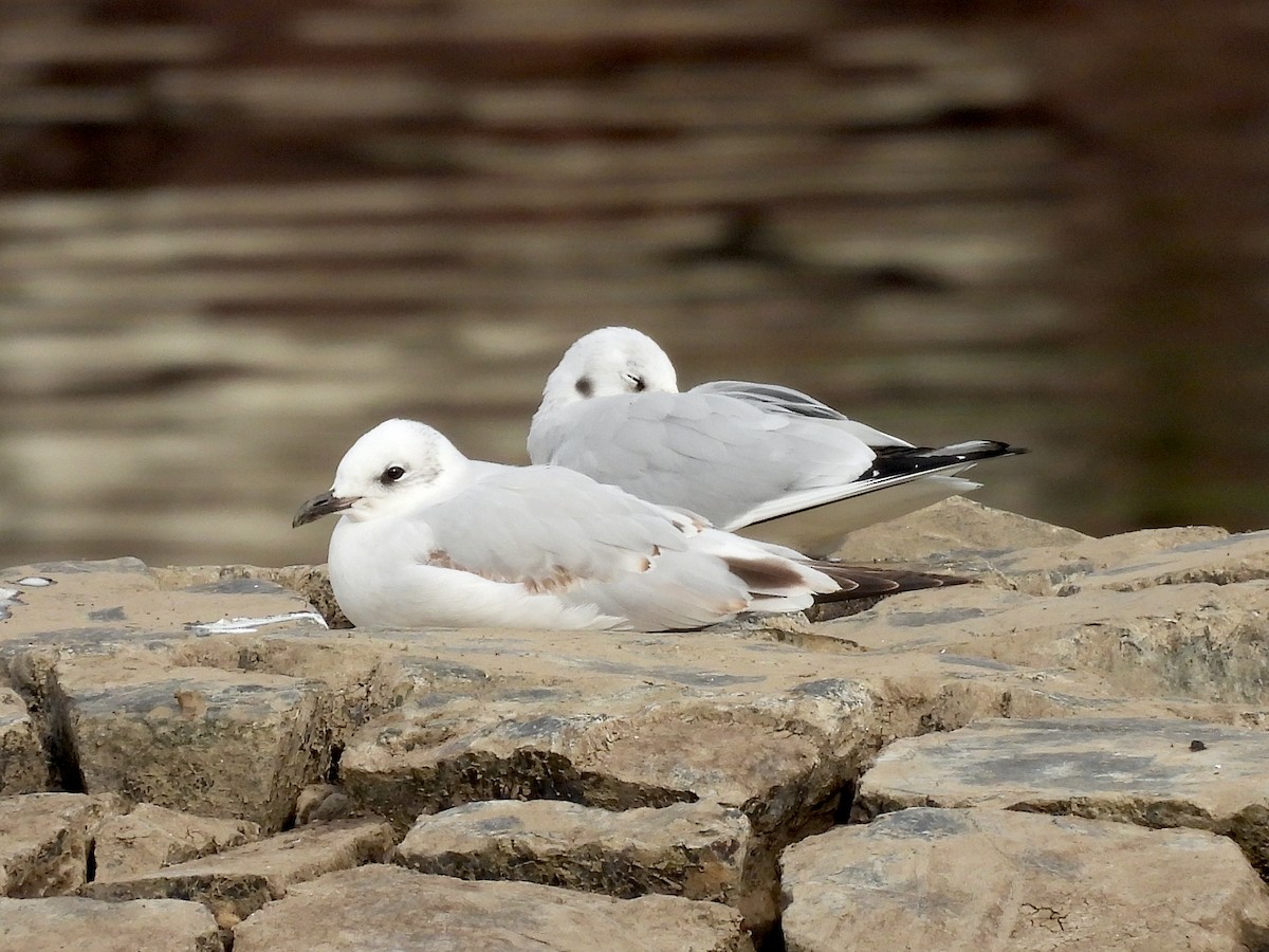 Mediterranean Gull - ML609791810