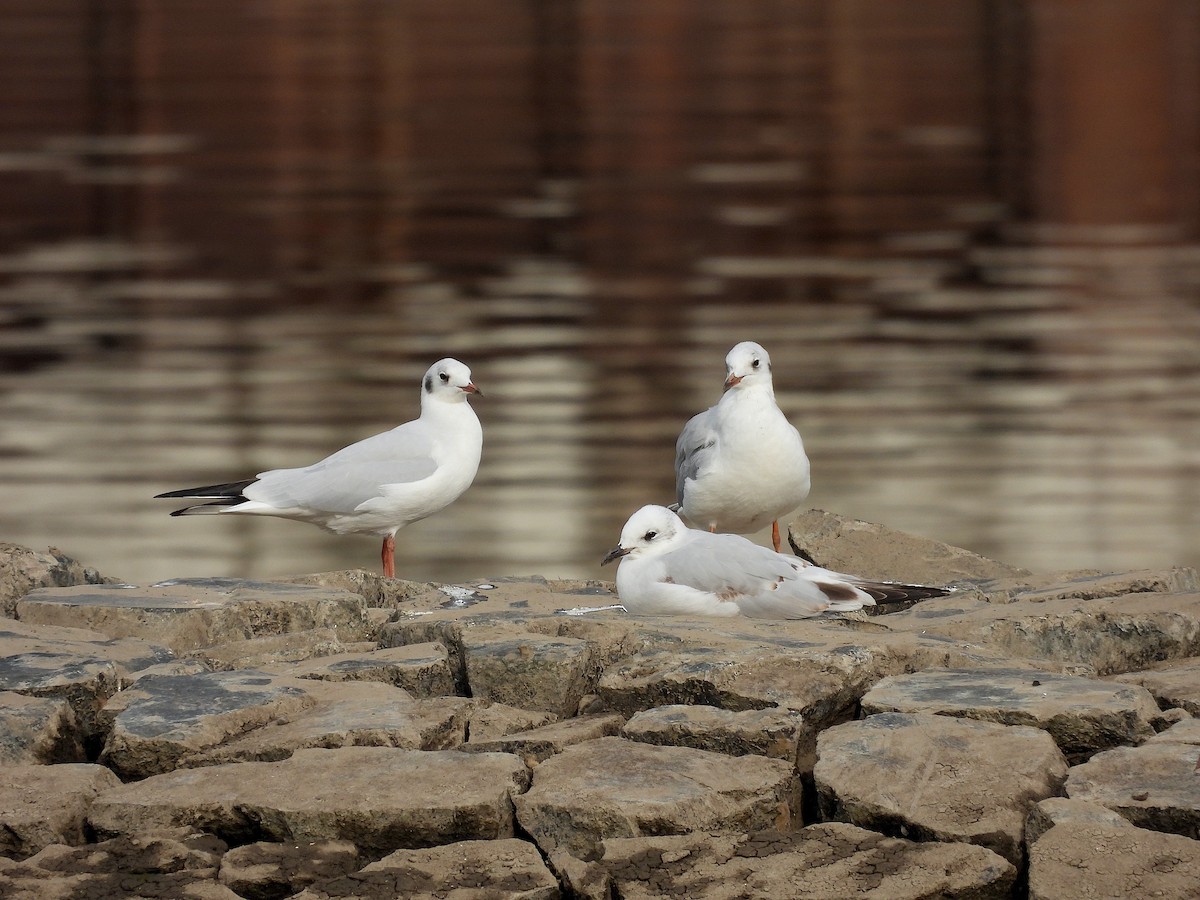 Mediterranean Gull - ML609791811