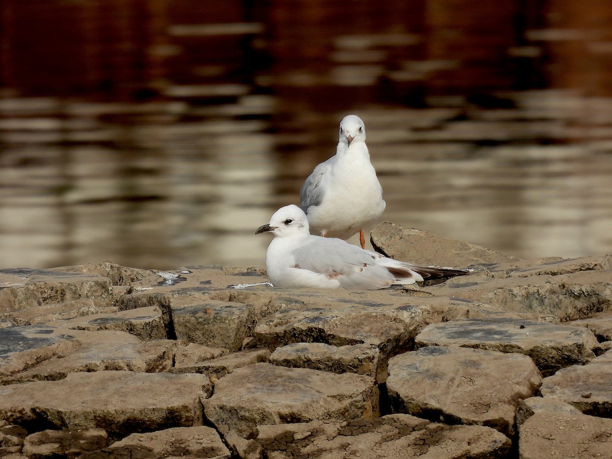 Mediterranean Gull - ML609791812