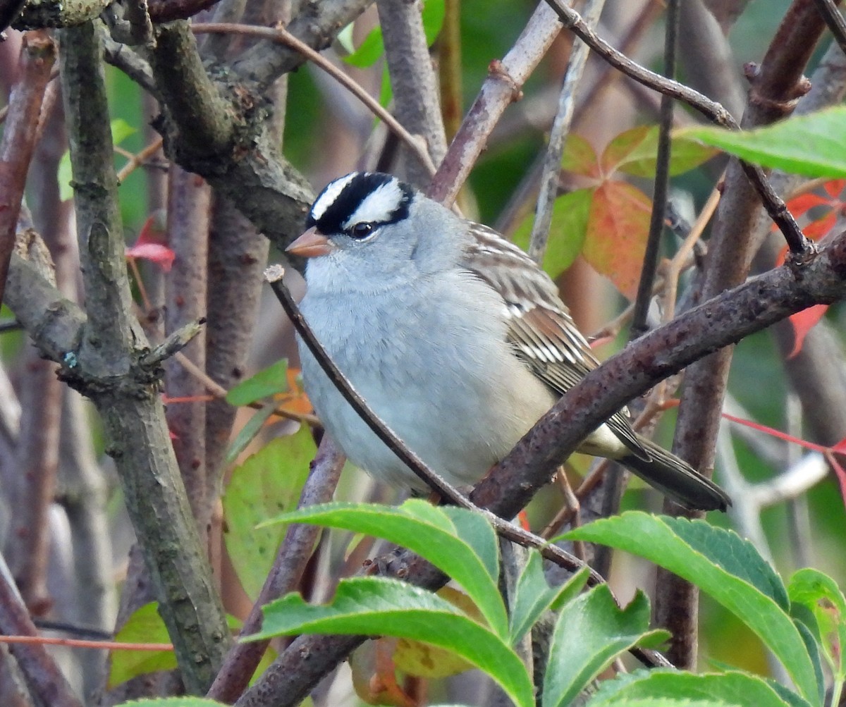 White-crowned Sparrow - Nicole H