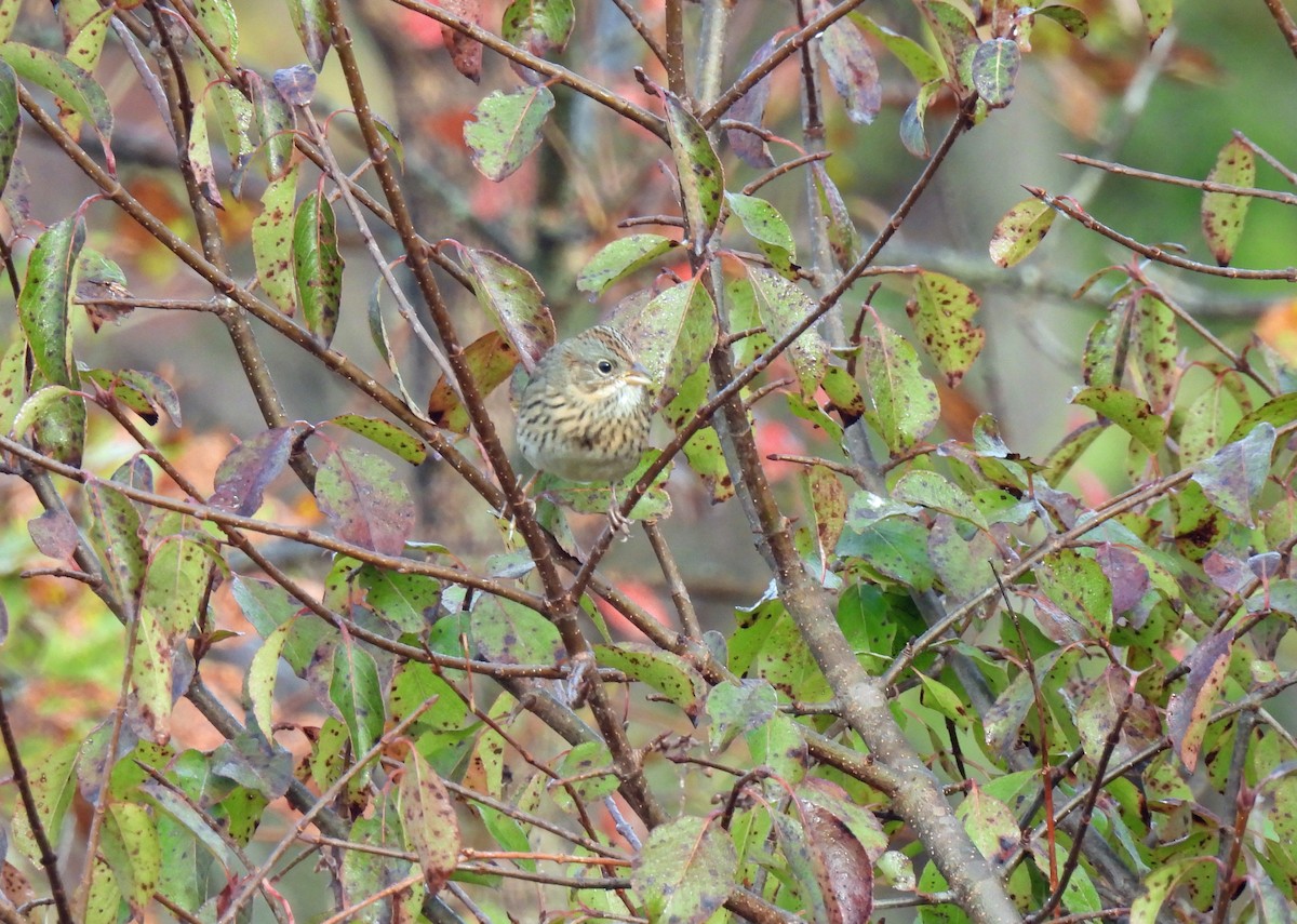 Lincoln's Sparrow - Nicole H