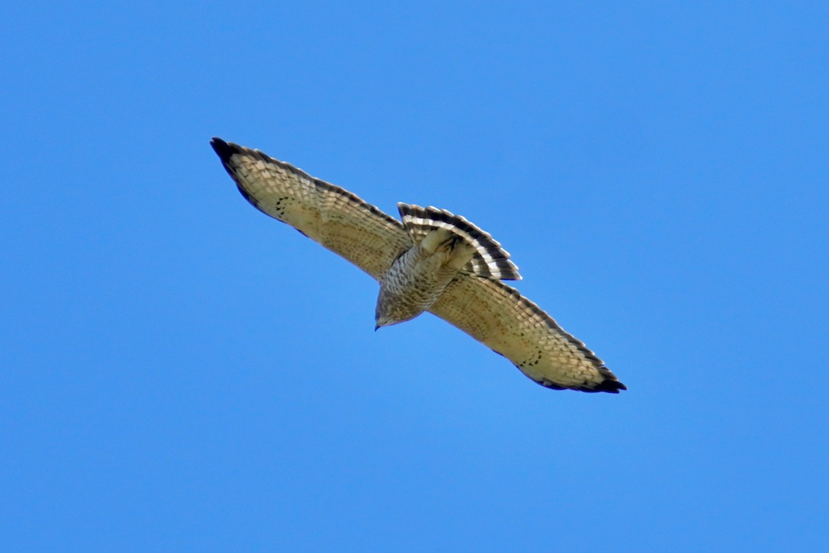 Broad-winged Hawk - ML609791938
