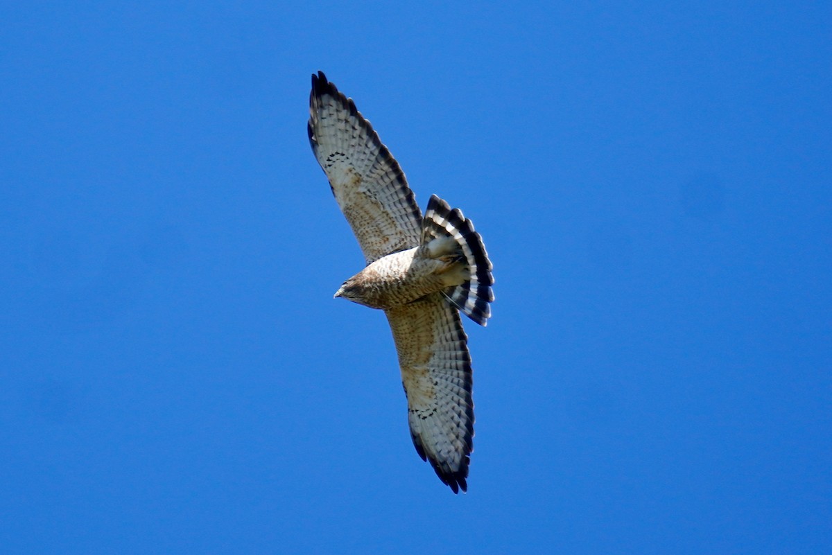 Broad-winged Hawk - ML609791939