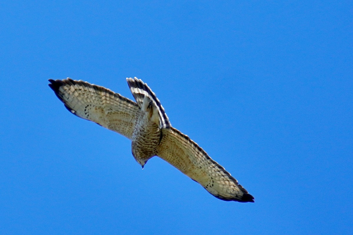 Broad-winged Hawk - ML609791940