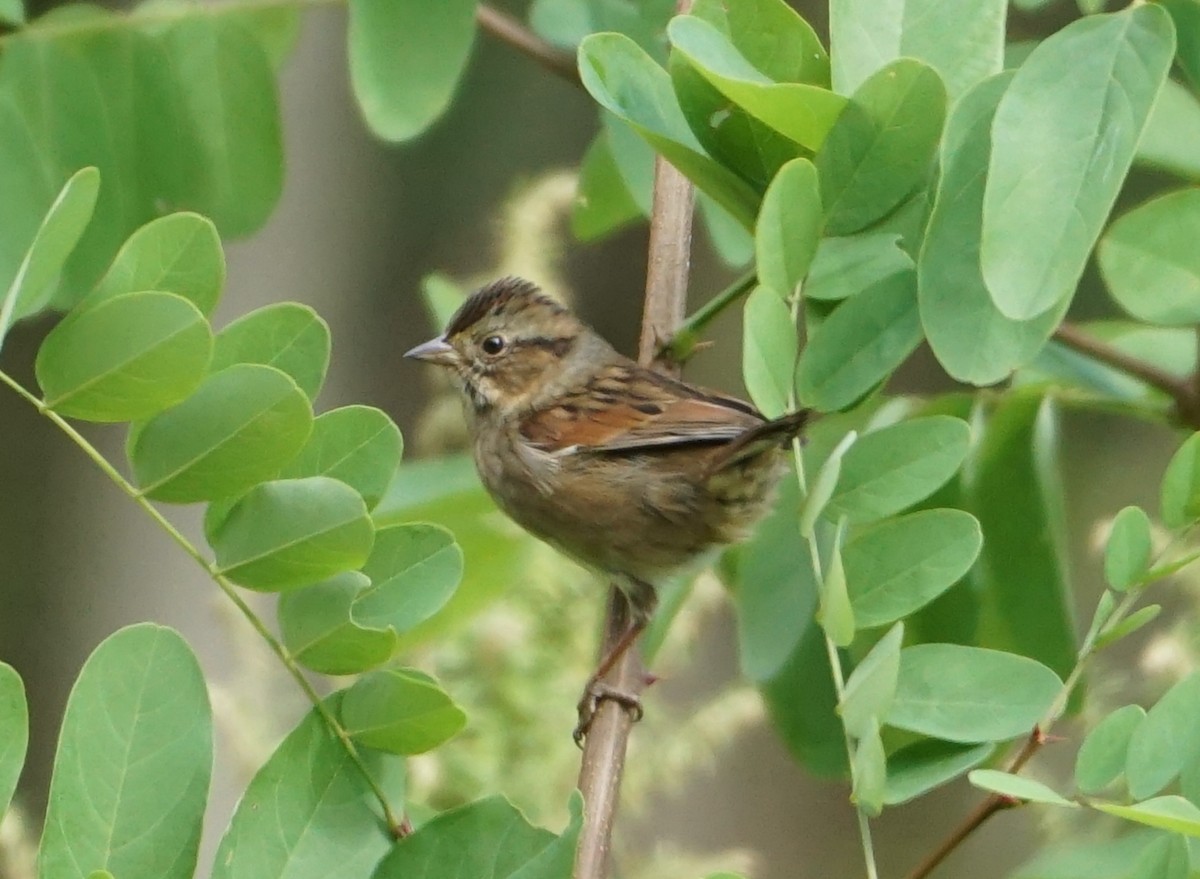 Swamp Sparrow - ML609791993