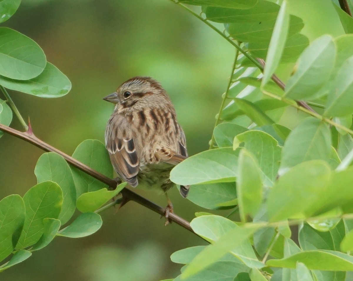 Swamp Sparrow - ML609791995