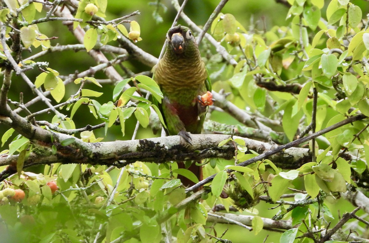 Maroon-bellied Parakeet - ML609792161