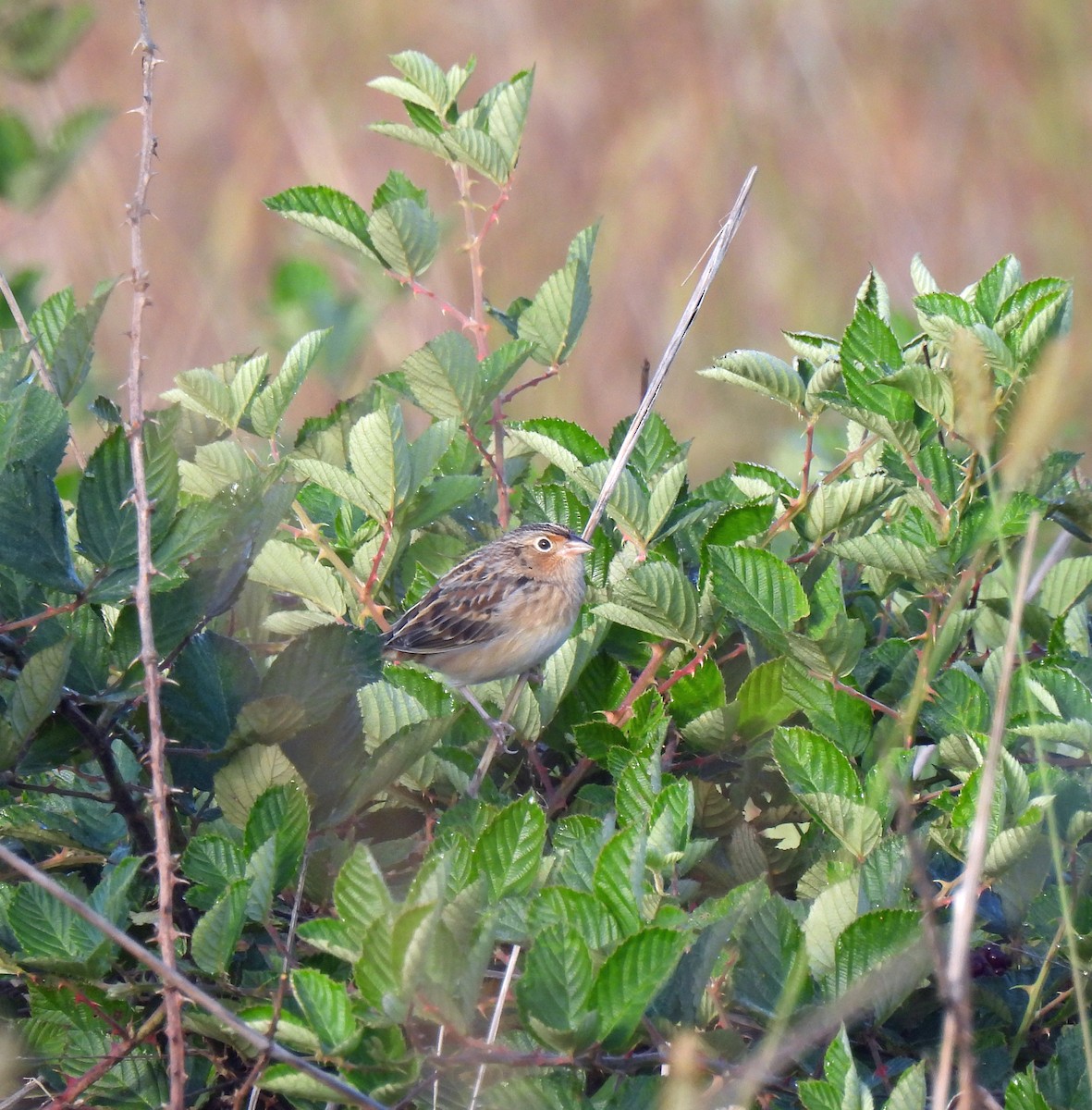 Grasshopper Sparrow - ML609792163